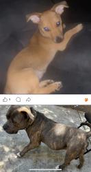 Lost Female Dog last seen Springbrook Gated Community, Stockton, CA 95202