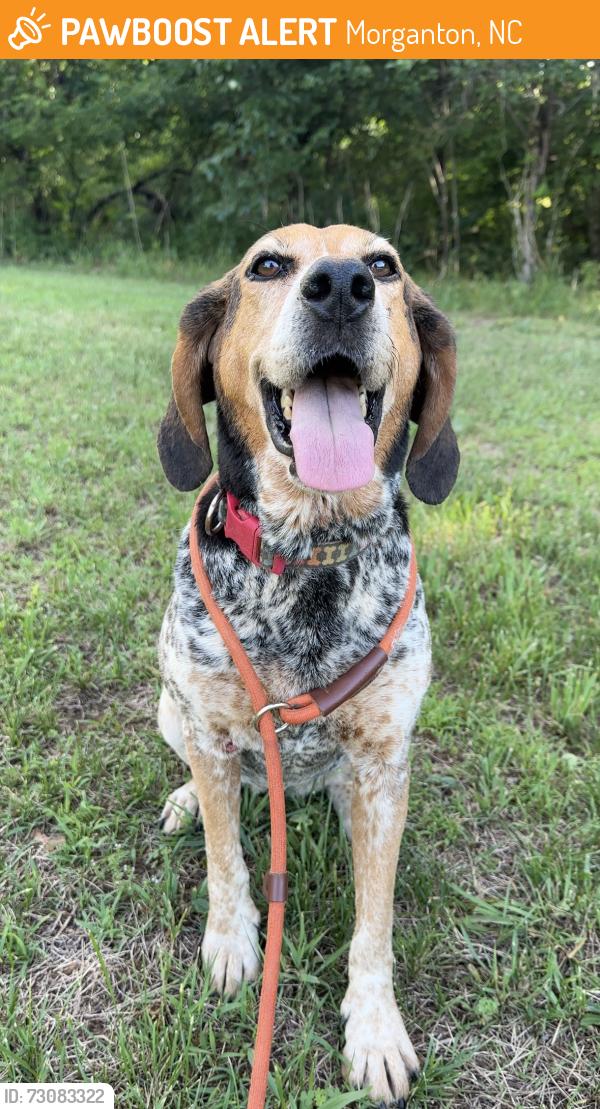 Found/Stray Female Dog last seen Near Rock Falls Rd, Morganton, NC 28655