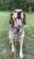 Found/Stray Female Dog last seen Near Rock Falls Rd, Morganton, NC 28655