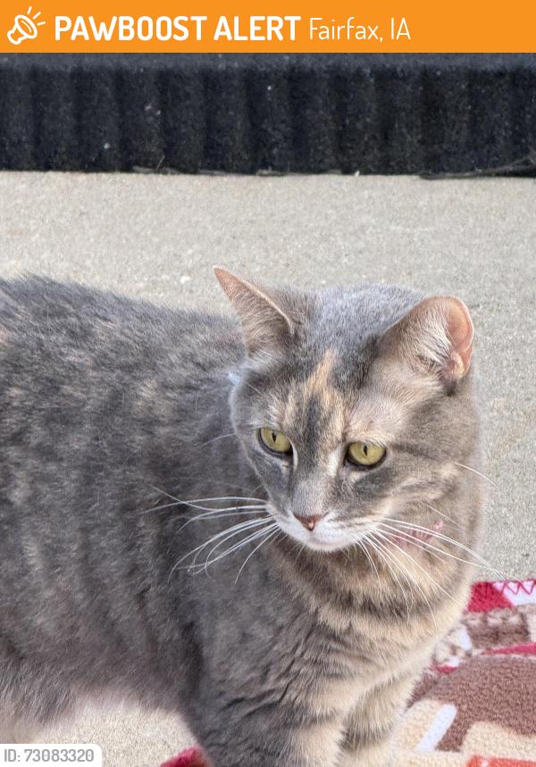 Found/Stray Female Cat last seen Highland Ct, Fairfax water tower, Fairfax, IA 52228