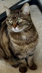 Reunited Female Cat last seen On Meadow Dr between Harvest and Cascade, Molalla, OR 97038