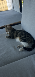 Lost Male Cat last seen Helix High School , La Mesa, CA 91941
