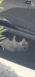 Found/Stray Unknown Cat last seen Wagner and State College, Anaheim, CA 92806