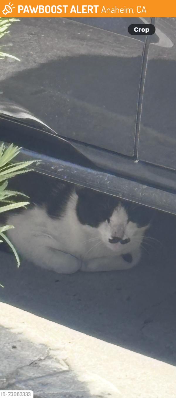 Found/Stray Unknown Cat last seen Wagner and State College, Anaheim, CA 92806