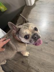 Reunited Male Dog last seen University Elementary , Spokane Valley, WA 99206