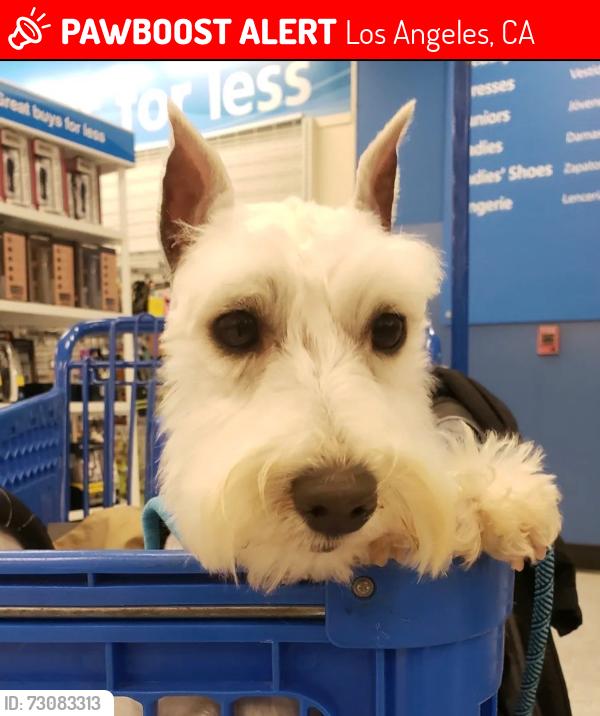Lost Male Dog last seen Hollenbeck Park, near Inez and Breed, Los Angeles, CA 90023
