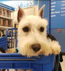 Lost Male Dog last seen Hollenbeck Park, near Inez and Breed, Los Angeles, CA 90023