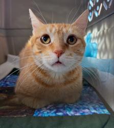 Lost Female Cat last seen Kawaihae, Honolulu, HI 96825