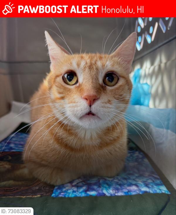 Lost Female Cat last seen Kawaihae, Honolulu, HI 96825