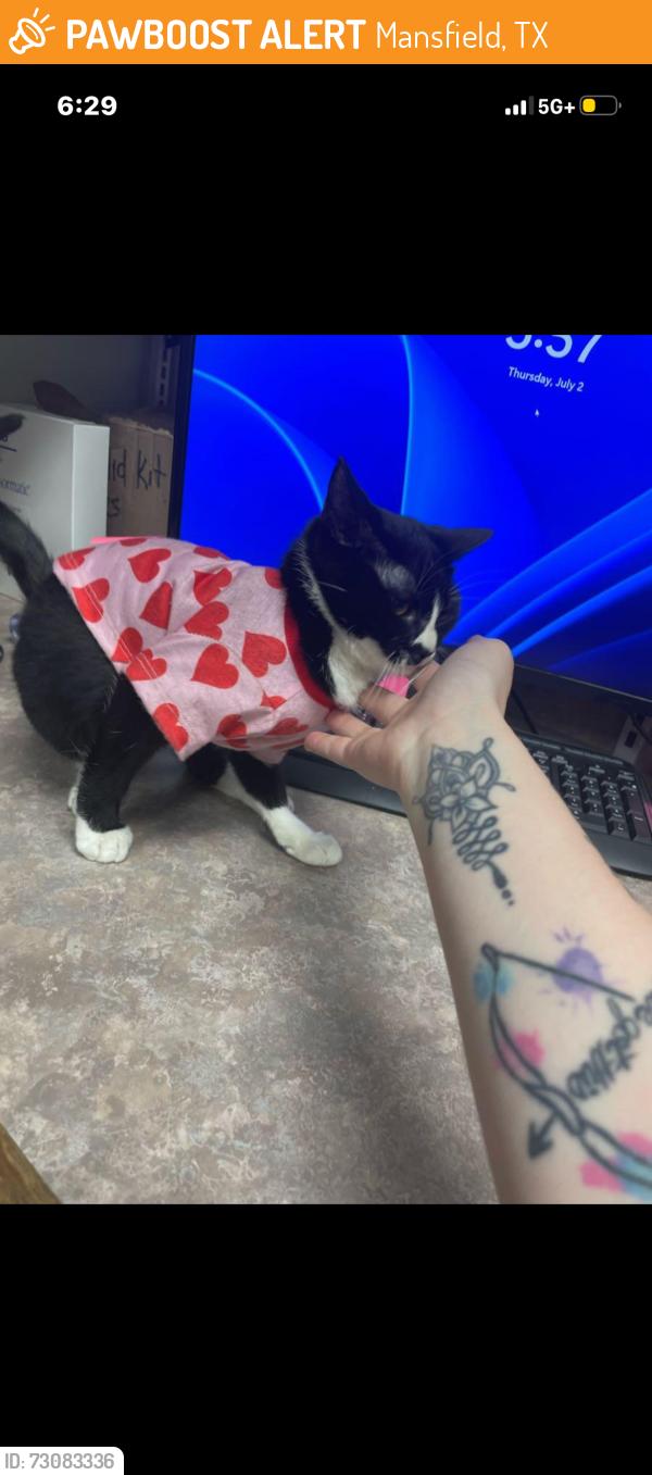 Found/Stray Female Cat last seen Walmart, Mansfield, TX 76063