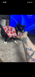 Found/Stray Female Cat last seen Walmart, Mansfield, TX 76063