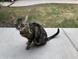 Found/Stray Male Cat last seen twp residence, Highlands Ranch, CO 80126