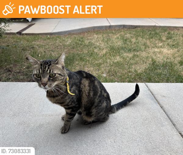 Found/Stray Male Cat last seen twp residence, Highlands Ranch, CO 80126
