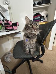 Reunited Male Cat last seen Fairview road and Adams Ave, Costa Mesa, CA 92626