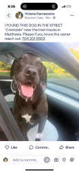 Found/Stray Male Other last seen crestdale matthews, Matthews, NC 28105