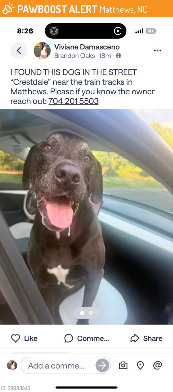 Found/Stray Male Other last seen crestdale matthews, Matthews, NC 28105