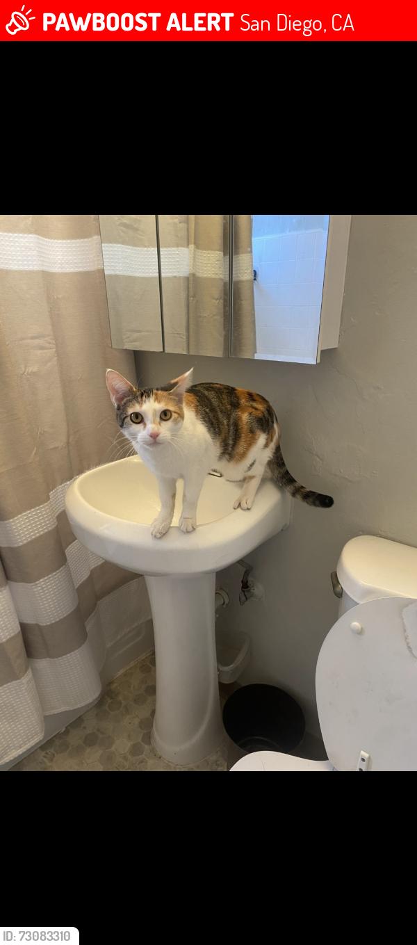 Lost Female Cat last seen Mission trails, San Diego, CA 92120