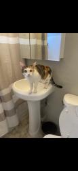 Lost Female Cat last seen Mission trails, San Diego, CA 92120