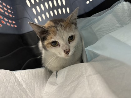 Shelter Stray Female Cat last seen Kerwin Ave, Oakland, CA, 1101 29th Ave, Oakland, CA 94601, USA