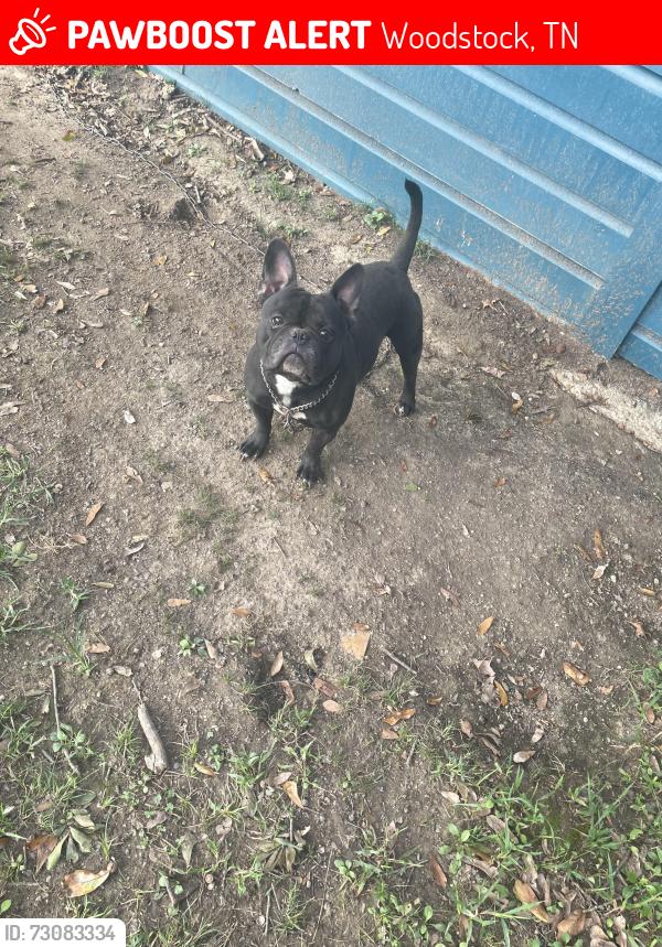 Lost Male Dog last seen Memphis/millington, Woodstock, TN 38053
