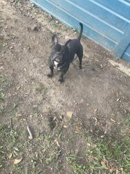 Lost Male Dog last seen Memphis/millington, Woodstock, TN 38053