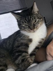 Reunited Female Cat last seen heritage parkway, Beaverton, OR 97006