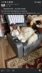 Lost Female Dog last seen W Rowan and monroe, Spokane, WA 99205