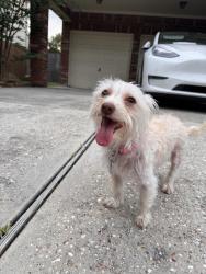 Reunited Female Dog last seen Northgate Crossing, Spring, TX 77373