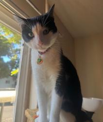 Reunited Male Cat last seen Creekside drive Walnut creek, Walnut Creek, CA 94596