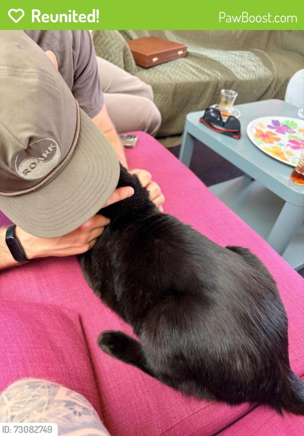 Reunited Female Cat last seen 21st Street + Myrtle Street , Oakland, CA 94607