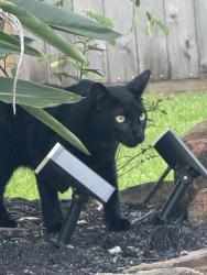 Found/Stray Female Cat last seen West Boulevard, Friendswood, TX 77546