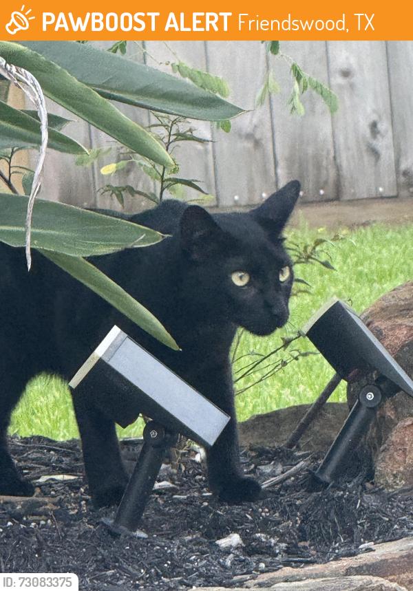 Found/Stray Female Cat last seen West Boulevard, Friendswood, TX 77546