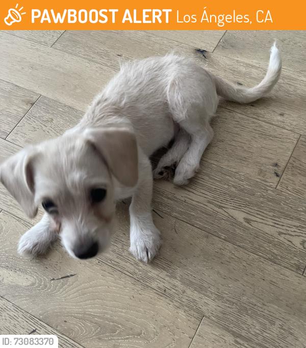 Found/Stray Female Dog last seen Echo Park, Los Ángeles, CA 90026