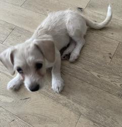 Found/Stray Female Dog last seen Echo Park, Los Ángeles, CA 90026