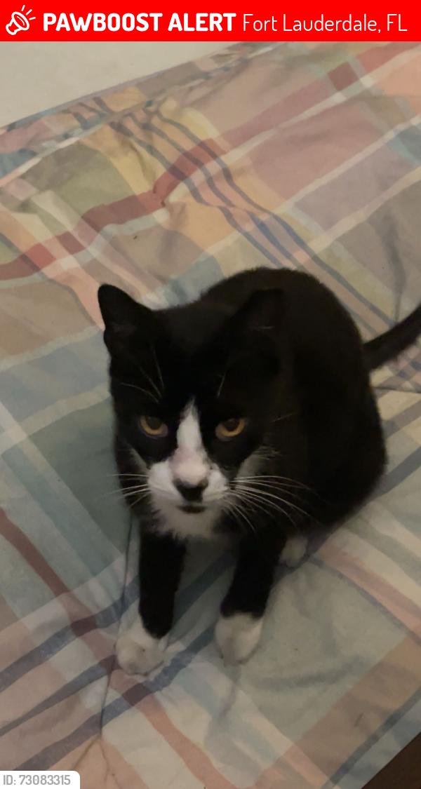 Lost Male Cat last seen Everglades Parkway at a Rest Stop, Fort Lauderdale, FL 33301