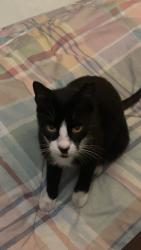 Lost Male Cat last seen Everglades Parkway at a Rest Stop, Fort Lauderdale, FL 33301