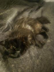 Lost Female Cat last seen The apmt buildings on Carrington rd, West Kelowna, BC 