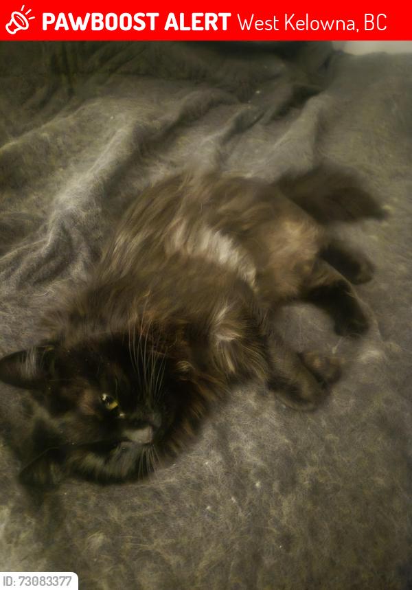 Lost Female Cat last seen The apmt buildings on Carrington rd, West Kelowna, BC 