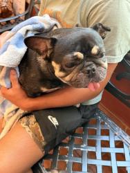 Found/Stray Female Dog last seen E Colonial Dr and Culver Rd, Union Park, FL 32825