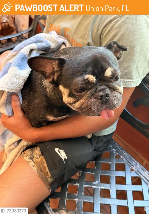 Found/Stray Female Dog last seen E Colonial Dr and Culver Rd, Union Park, FL 32825