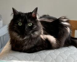 Lost Female Cat last seen Dominion and Beverly, Pasadena, CA 91104
