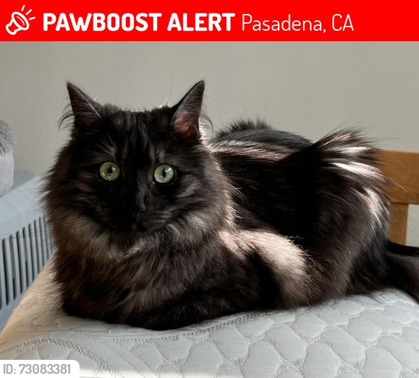 Lost Female Cat last seen Dominion and Beverly, Pasadena, CA 91104