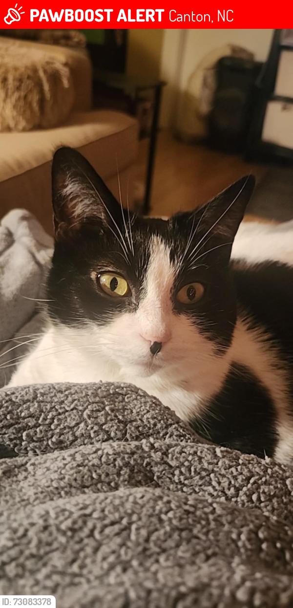 Lost Female Cat last seen park st and academy, Canton, NC 28716