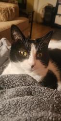 Lost Female Cat last seen park st and academy, Canton, NC 28716
