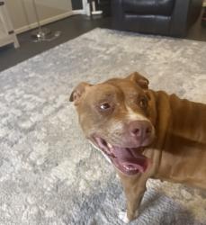 Found/Stray Female Dog last seen Lake side and Brassfield dr, Burlington, NC 27217