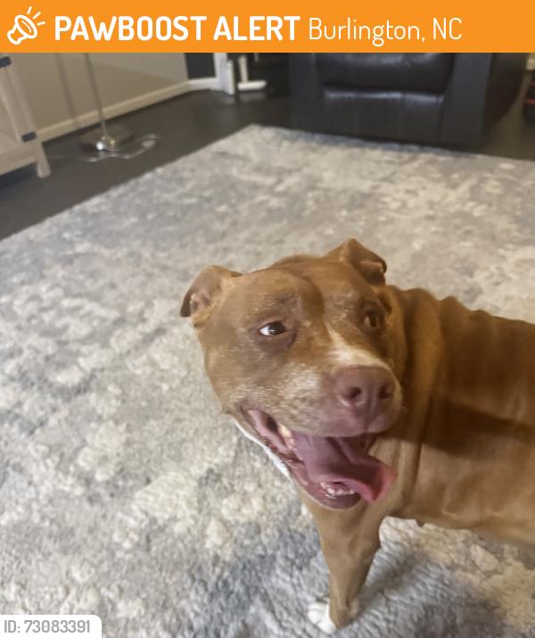 Found/Stray Female Dog last seen Lake side and Brassfield dr, Burlington, NC 27217