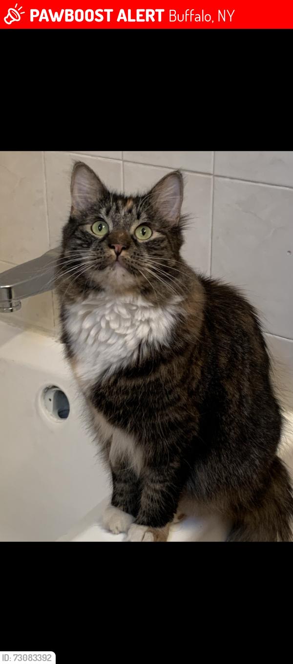 Lost Female Cat last seen Burger King on Seneca St, Buffalo, NY 14210