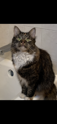 Lost Female Cat last seen Burger King on Seneca St, Buffalo, NY 14210