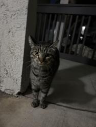 Found/Stray Male Cat last seen Highland and Harbor Blvd, Fullerton, CA 92832