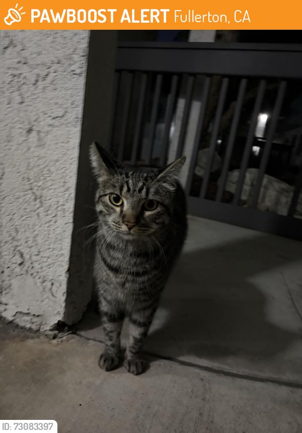 Found/Stray Male Cat last seen Highland and Harbor Blvd, Fullerton, CA 92832